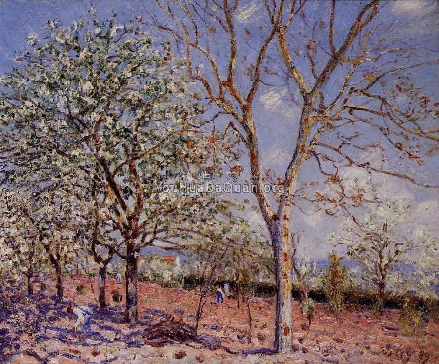 Plum and Walnut Trees in Spring - 阿尔弗莱德·西斯莱